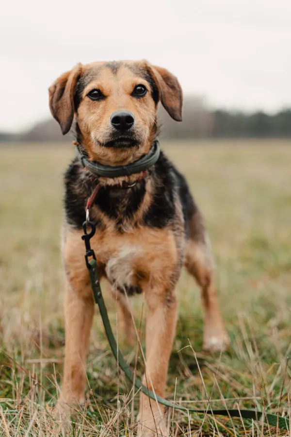 Pies do adopcji, Korabiewice, 22 października 2024 (2/5)