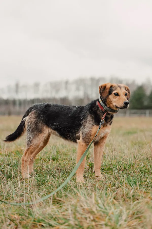 Pies do adopcji, Korabiewice, 22 października 2024 (5/5)