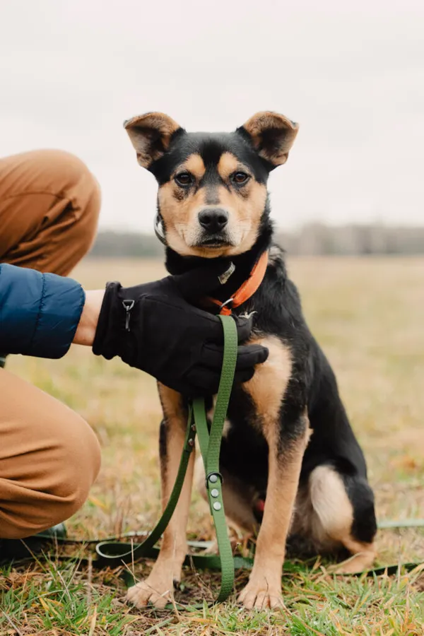 Pies do adopcji, Korabiewice, 22 października 2024 (1/5)