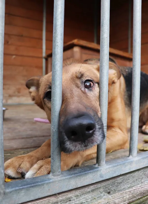 Znaleziono psa, Łódź, 22 października 2024 (1/5)