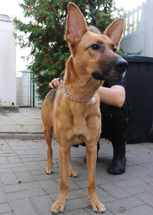 Znaleziono psa, Łódź, 22 października 2024 (3/5)