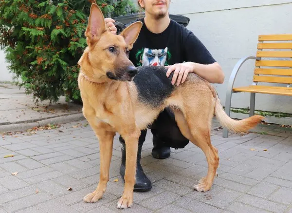 Znaleziono psa, Łódź, 22 października 2024 (4/5)