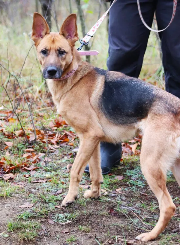 Znaleziono psa, Łódź, 22 października 2024 (5/5)