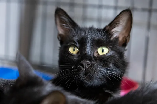 Znaleziono kota, Sosnowiec, 20 października 2024 (1/5)