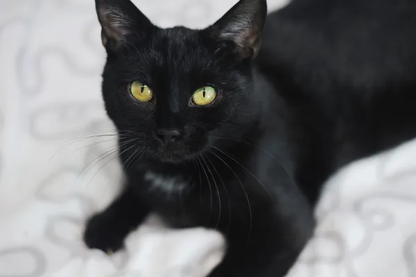 Znaleziono kota, Sosnowiec, 20 października 2024 (2/5)