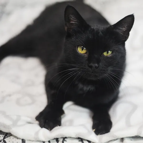 Znaleziono kota, Sosnowiec, 20 października 2024 (4/5)