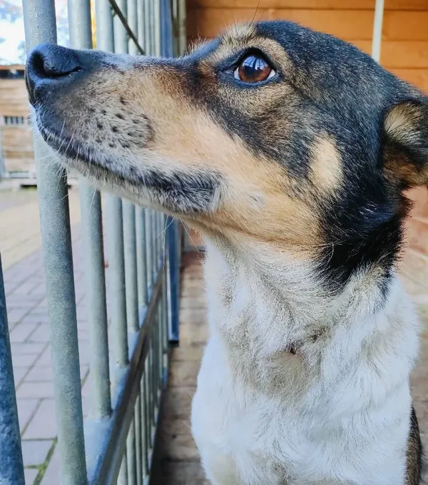 Znaleziono psa, Łódź, 25 lutego 2025 (1/5)