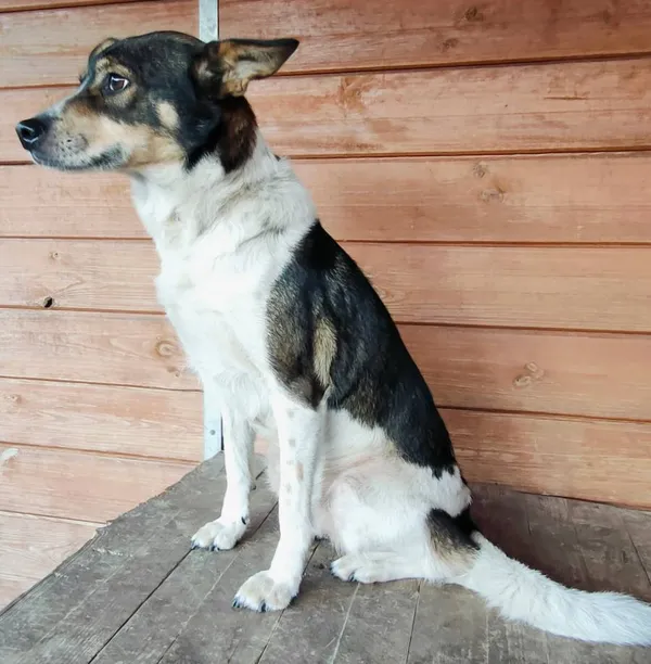 Znaleziono psa, Łódź, 25 lutego 2025 (2/5)