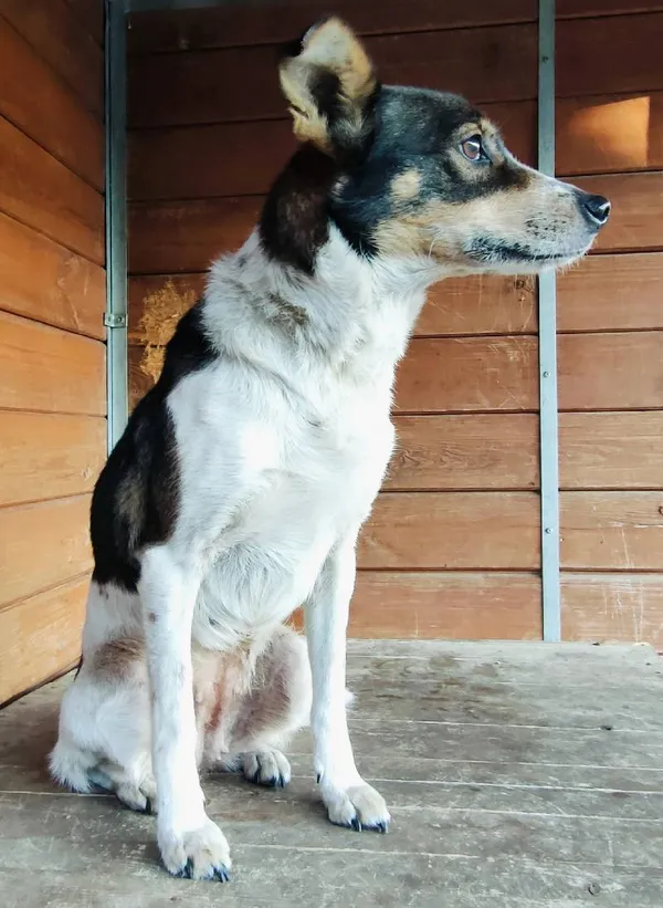 Znaleziono psa, Łódź, 25 lutego 2025 (3/5)