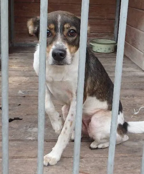 Znaleziono psa, Łódź, 25 lutego 2025 (4/5)