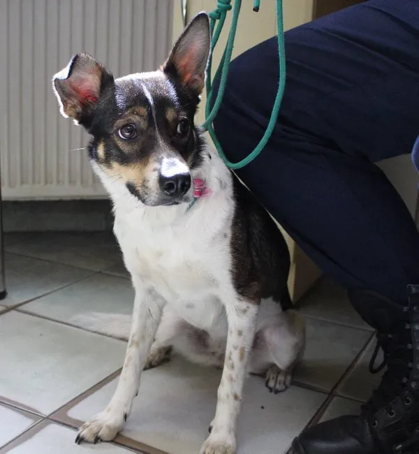 Znaleziono psa, Łódź, 25 lutego 2025 (5/5)