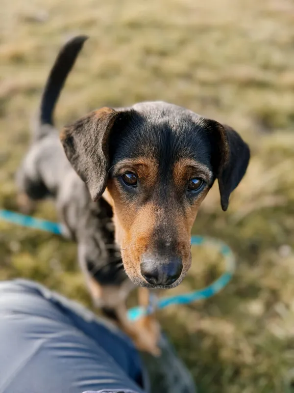 Pies do adopcji, Korabiewice, 25 października 2024 (1/5)