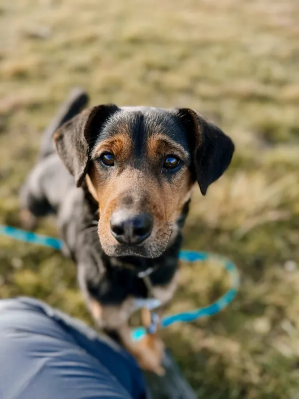 Pies do adopcji, Korabiewice, 25 października 2024 (2/5)