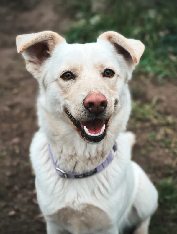 Pies do adopcji, Korabiewice, 25 października 2024 (2/5)