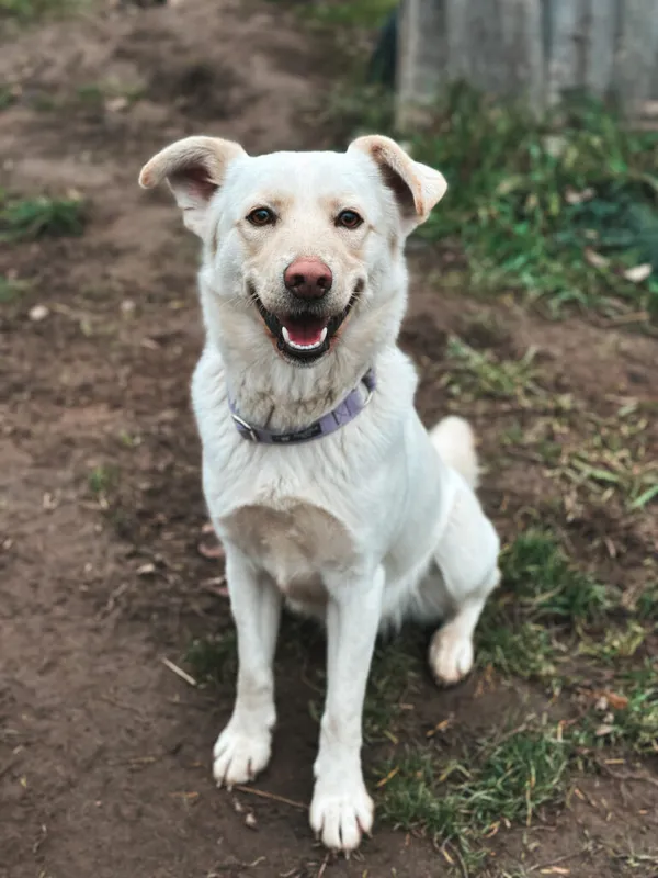 Pies do adopcji, Korabiewice, 25 października 2024 (4/5)