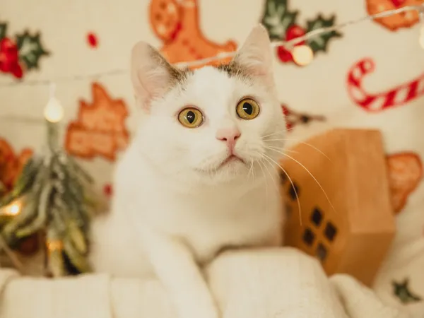 Znaleziono kota, Sosnowiec, 25 października 2024 (2/3)