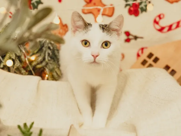 Znaleziono kota, Sosnowiec, 25 października 2024 (3/3)