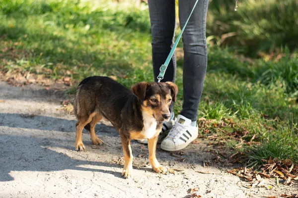 Pies do adopcji, Nowodwór, 27 października 2024 (3/5)