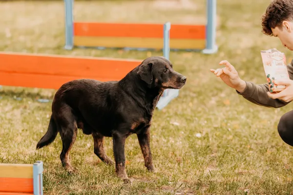 Pies do adopcji, Czartki, 28 października 2024 (3/5)