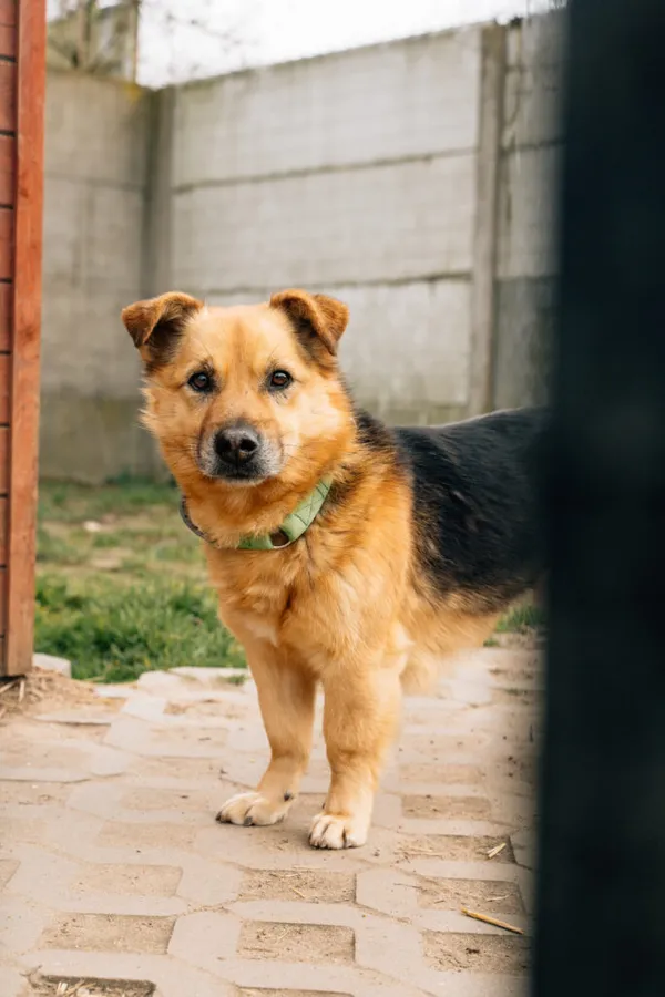 Pies do adopcji, Korabiewice, 28 października 2024 (1/5)