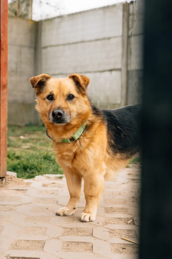 Pies do adopcji, Korabiewice, 28 października 2024 (2/5)