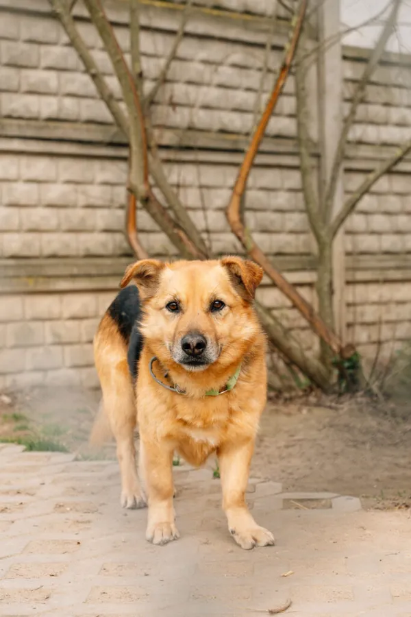 Pies do adopcji, Korabiewice, 28 października 2024 (4/5)