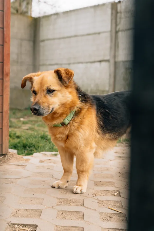 Pies do adopcji, Korabiewice, 28 października 2024 (5/5)