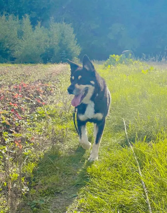 Pies do adopcji, Korabiewice, 28 października 2024 (4/5)