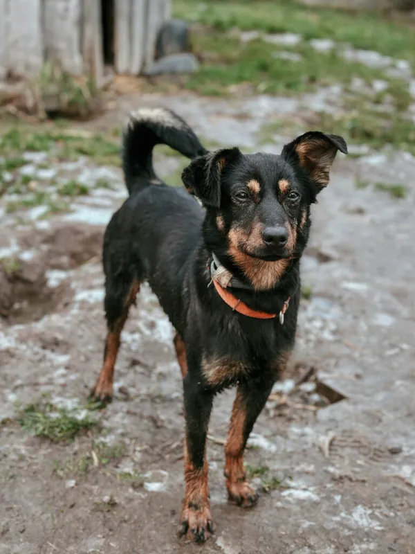 Pies do adopcji, Korabiewice, 28 października 2024 (3/5)