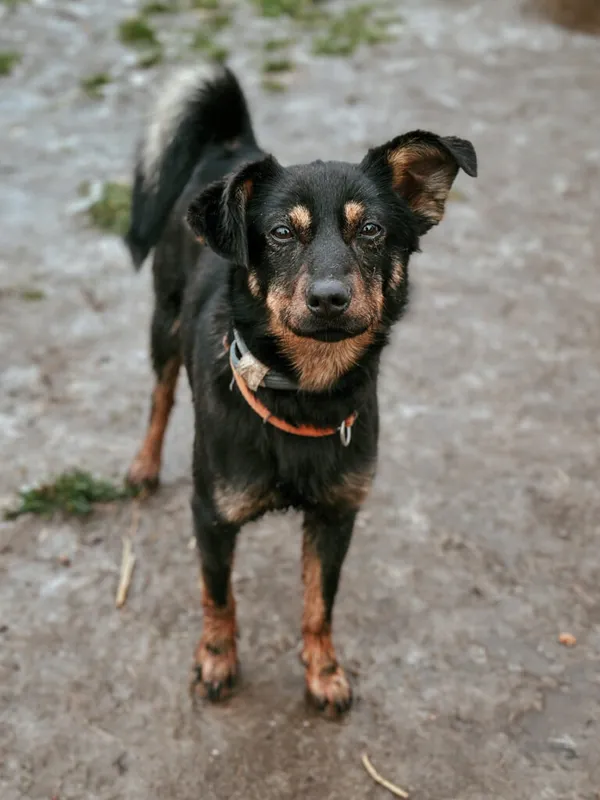 Pies do adopcji, Korabiewice, 28 października 2024 (5/5)