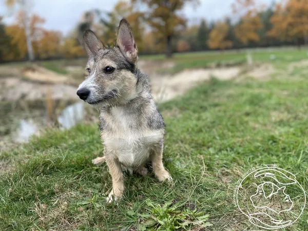 Pies do adopcji, Chełmek, 4 października 2024