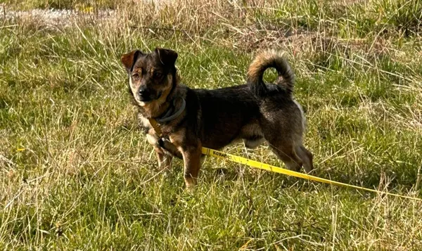 Pies do adopcji, Korabiewice, 29 października 2024 (2/5)