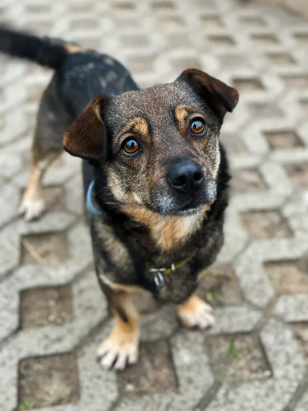 Pies do adopcji, Korabiewice, 29 października 2024 (4/5)