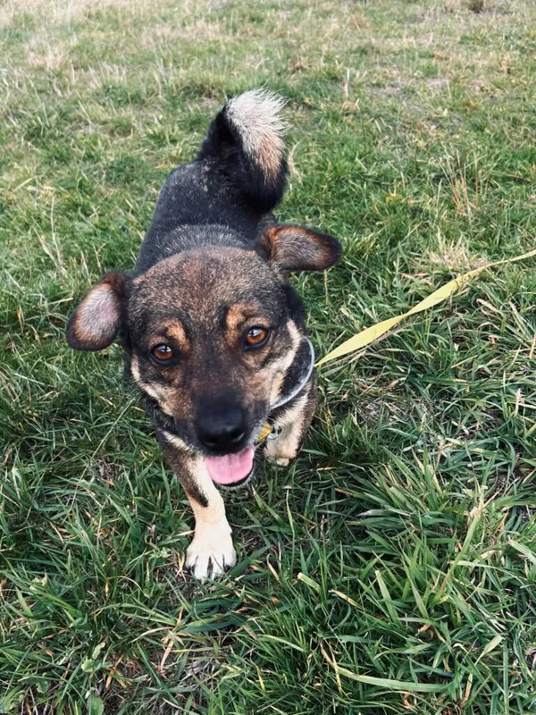 Pies do adopcji, Korabiewice, 29 października 2024 (5/5)