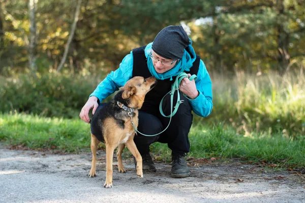 Pies do adopcji, Nowodwór, 29 października 2024 (2/5)