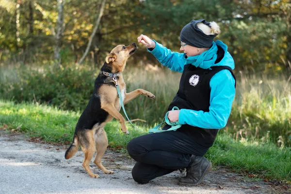 Pies do adopcji, Nowodwór, 29 października 2024 (5/5)