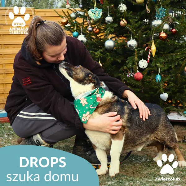 Pies do adopcji, Dąbrówka, 26 grudnia 2025 (3/4)
