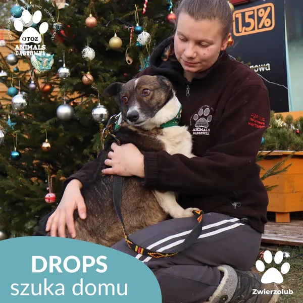 Pies do adopcji, Dąbrówka, 26 grudnia 2025 (4/4)