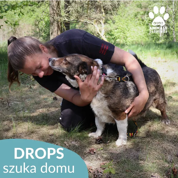 Pies do adopcji, Dąbrówka, 26 grudnia 2025 (1/3)
