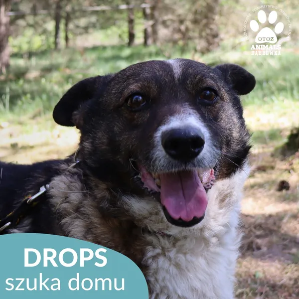 Pies do adopcji, Dąbrówka, 26 grudnia 2025 (3/3)