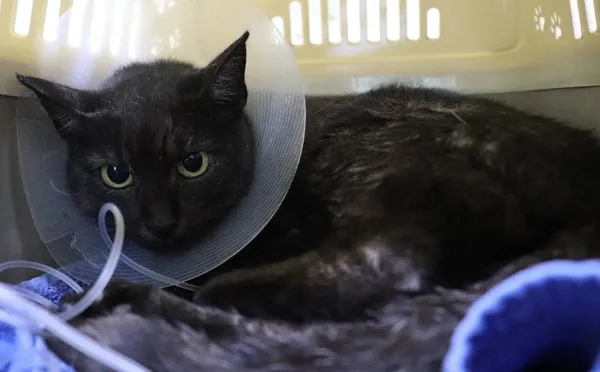 Znaleziono kota, Łódź, 30 października 2024 (1/5)