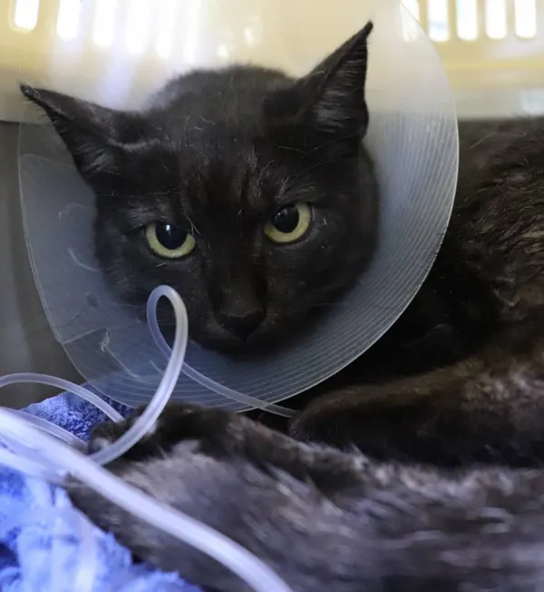 Znaleziono kota, Łódź, 30 października 2024 (2/5)