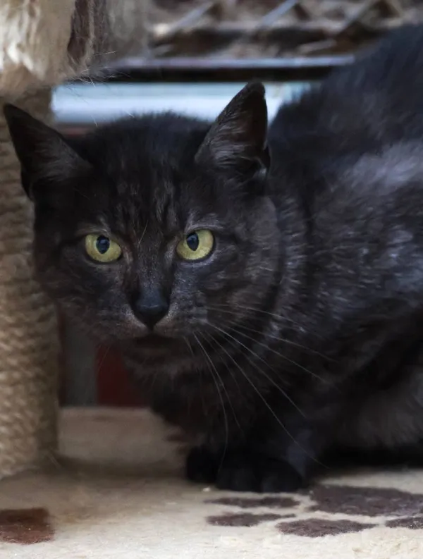 Znaleziono kota, Łódź, 30 października 2024 (3/5)