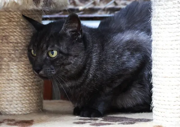 Znaleziono kota, Łódź, 30 października 2024 (4/5)