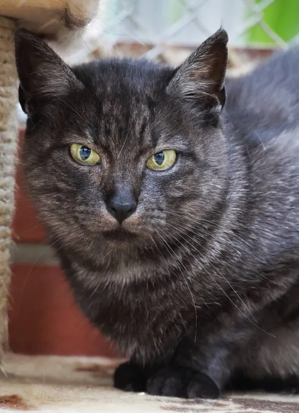 Znaleziono kota, Łódź, 30 października 2024 (5/5)