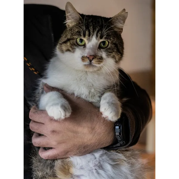 Znaleziono kota, Białystok, 8 października 2024 (2/5)