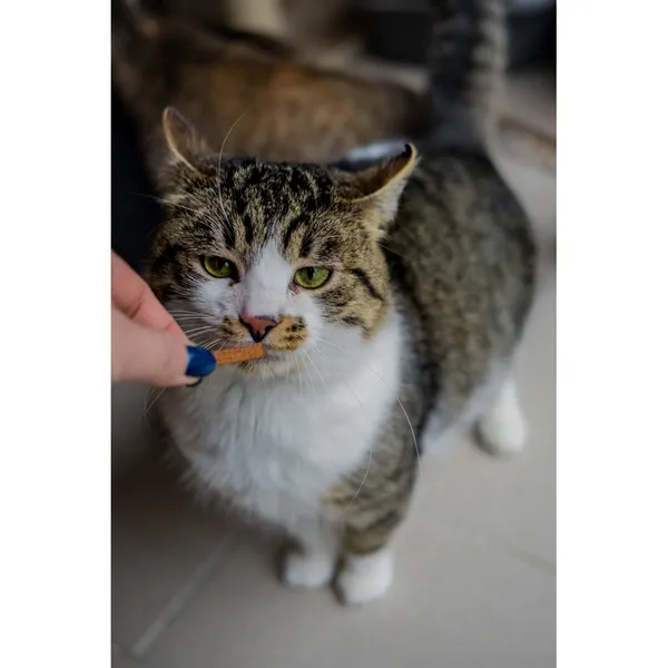 Znaleziono kota, Białystok, 8 października 2024 (4/5)