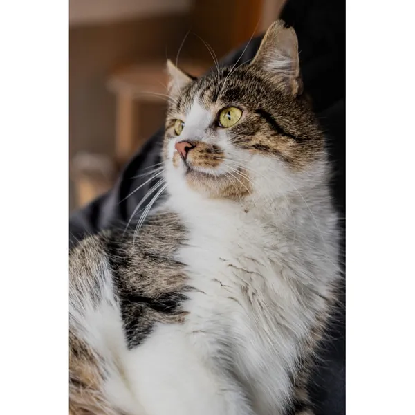 Znaleziono kota, Białystok, 8 października 2024 (5/5)