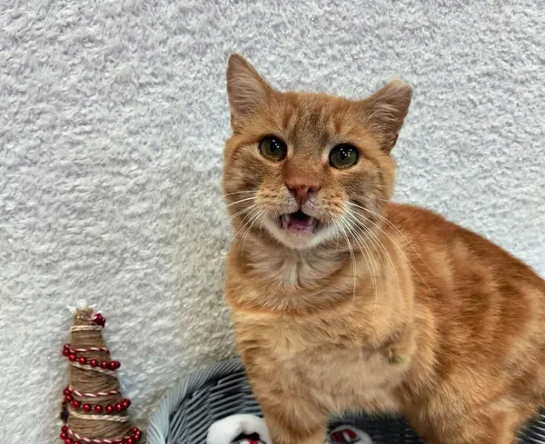 Znaleziono kota, Chojnice, 30 października 2024 (2/2)