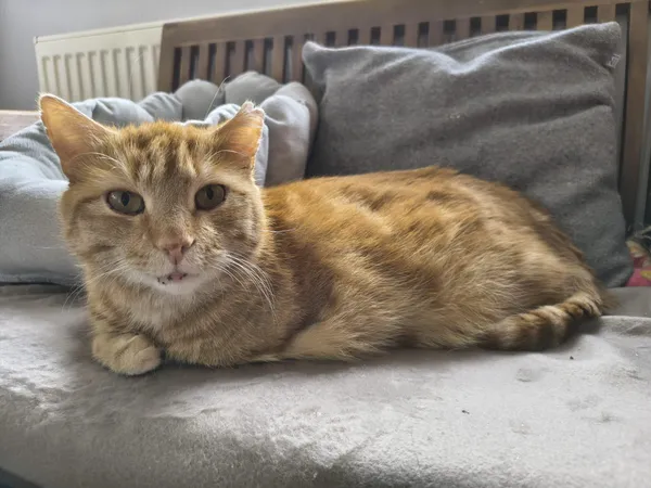 Znaleziono kota, Chojnice, 30 października 2024 (1/2)